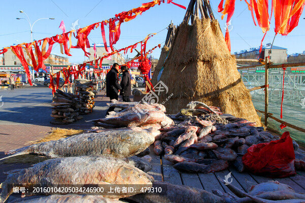 冬捕,魚,東北,胖頭魚,淡水魚