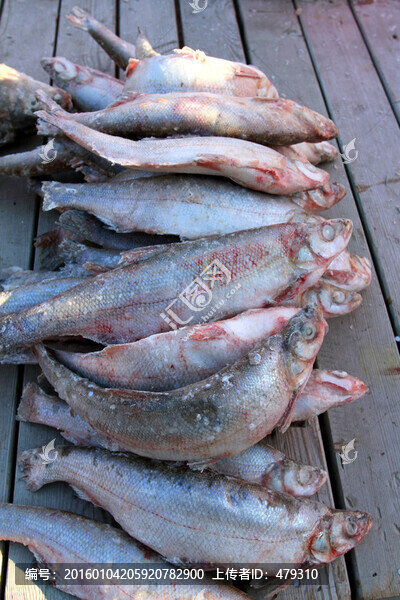 冬捕,魚,東北,胖頭魚,淡水魚