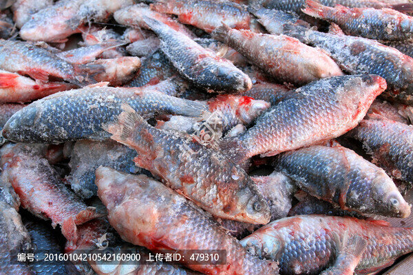 冬捕,魚,東北,胖頭魚,淡水魚