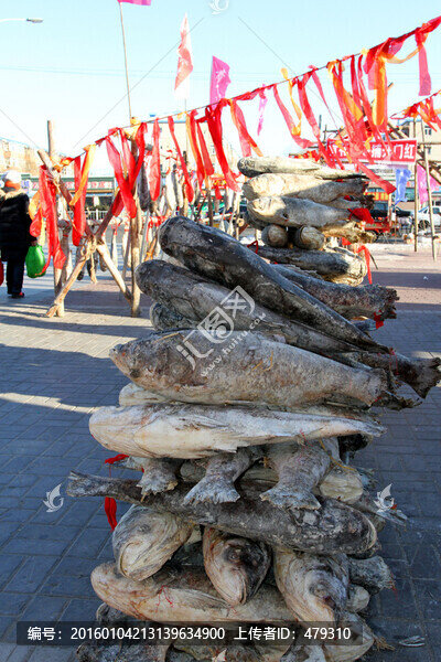 冬捕,魚,東北,胖頭魚,淡水魚