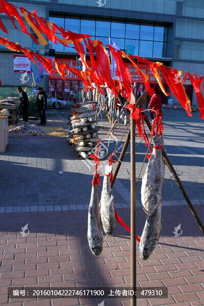 冬捕,魚(yú),東北,胖頭魚(yú),淡水魚(yú)