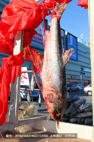 冬捕,魚,東北,胖頭魚,淡水魚