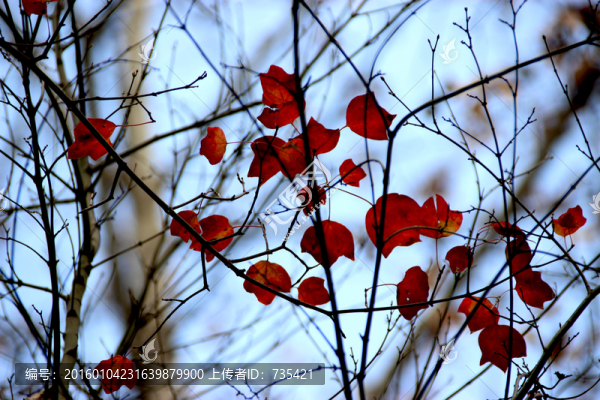 紅葉
