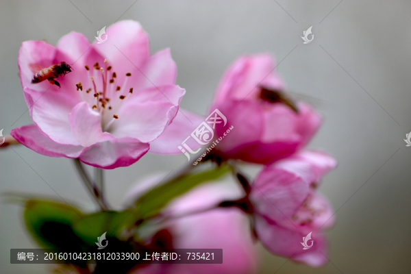 粉色小花