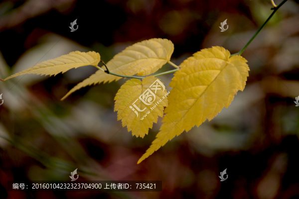 黃樹葉