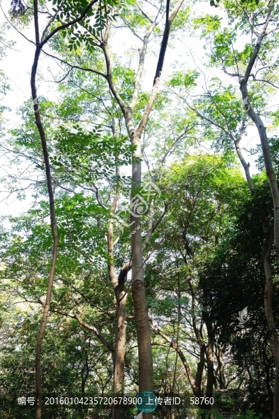 欒樹