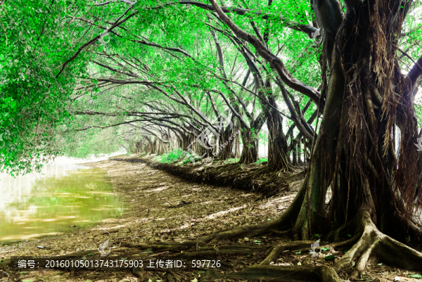 綠樹森林