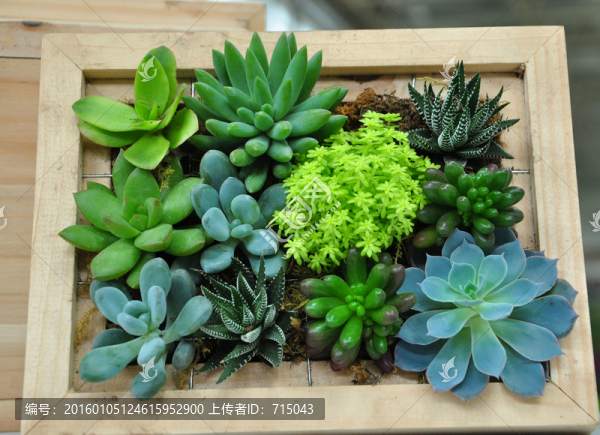 綠色植物