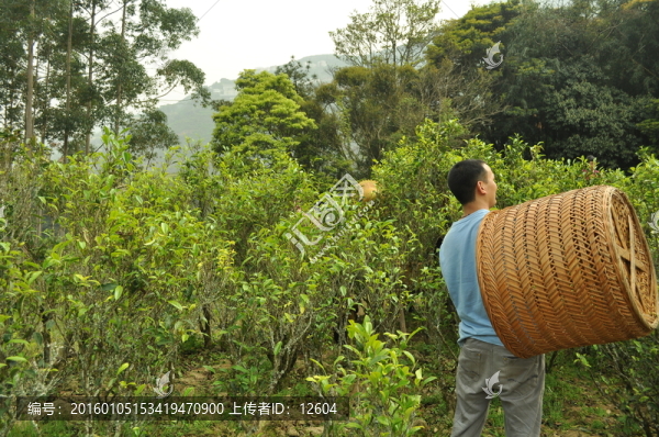 采茶
