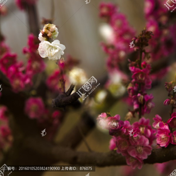 梅花