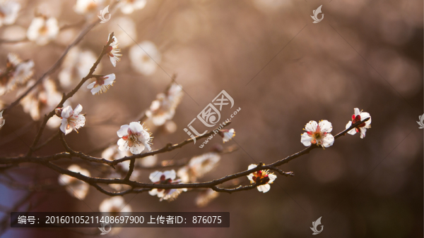 梅花