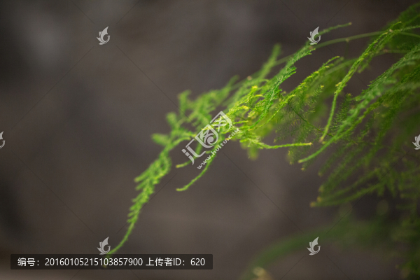 文竹