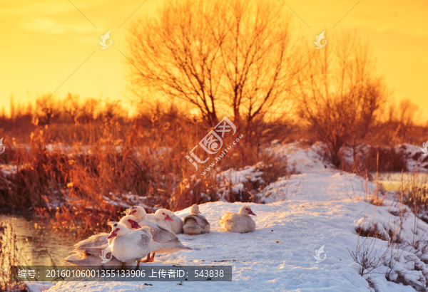 初雪