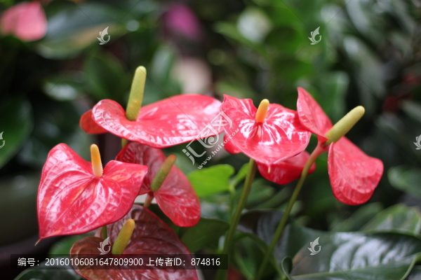 紅掌花