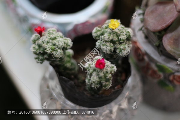 多肉植物