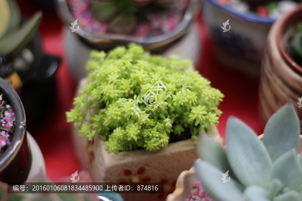 多肉植物