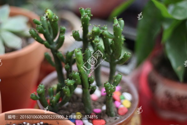 多肉植物