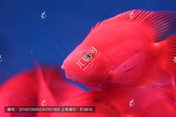 血鸚鵡魚