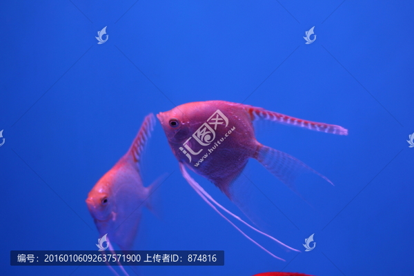 燕尾魚