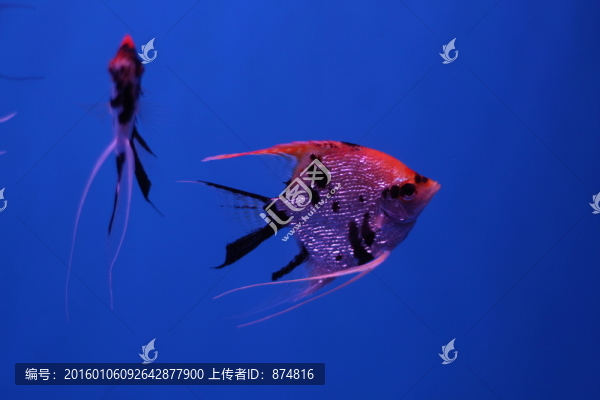 燕尾魚