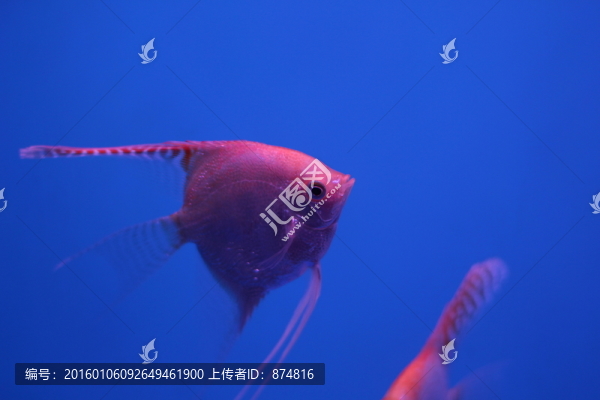 燕尾魚