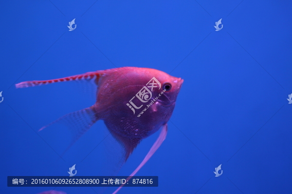 燕尾魚(yú)
