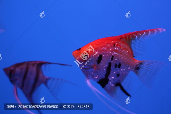 燕尾魚
