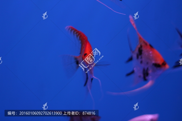 燕尾魚
