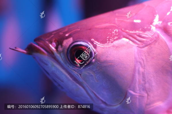 金龍魚