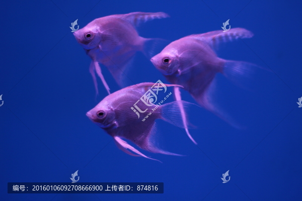 熱帶魚(yú)