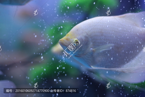 熱帶魚