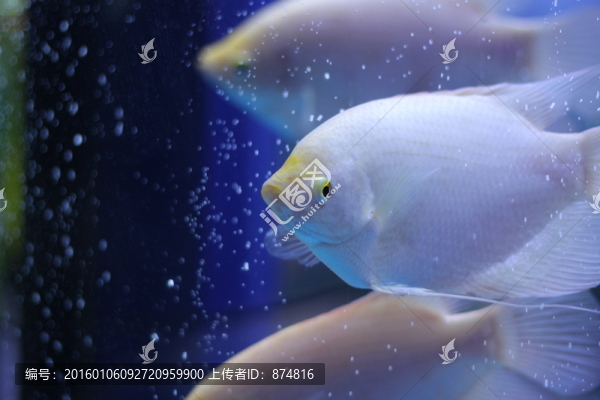 熱帶魚(yú)