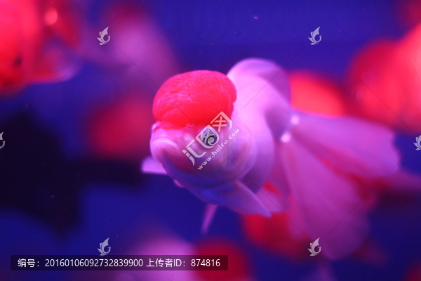 金魚(yú)