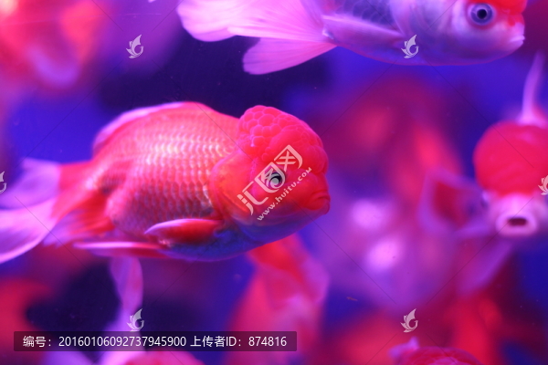 金魚