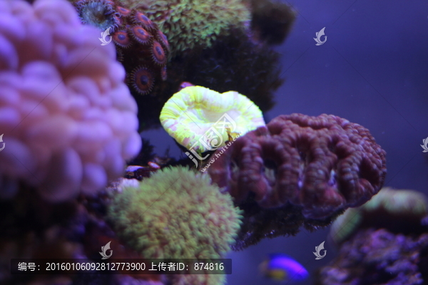 海葵