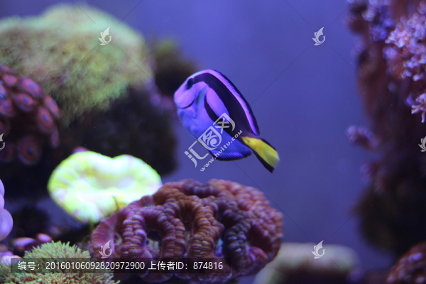 熱帶魚
