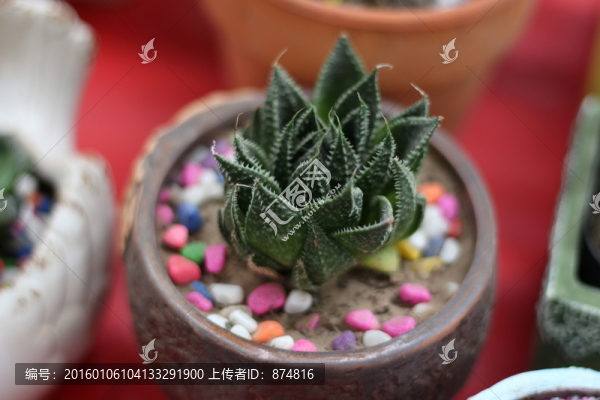 多肉植物