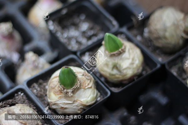 盆景花卉