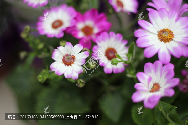 盆栽花卉