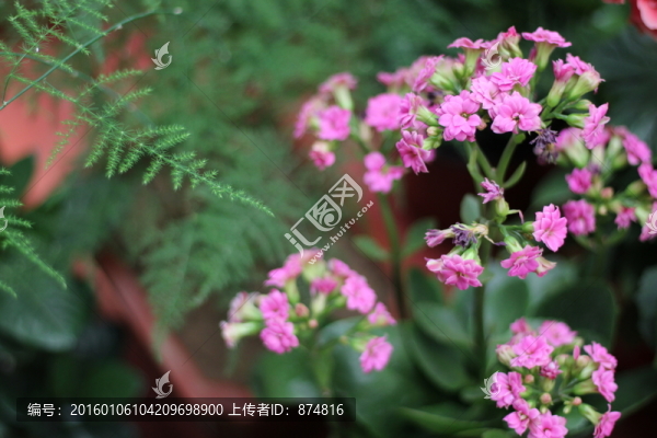 花卉