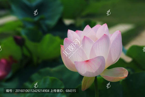 粉荷