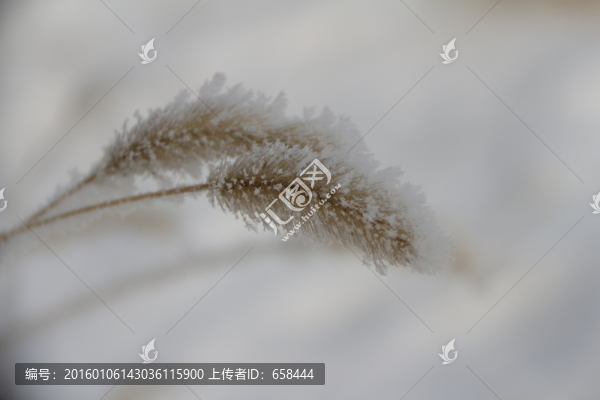 霧凇