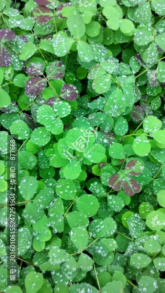 雨露三葉草