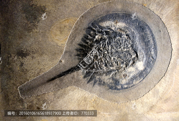 鱟魚,化石,魚化石,古生物化石