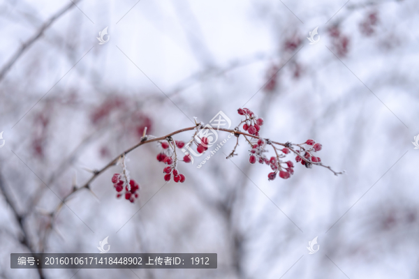 紅豆