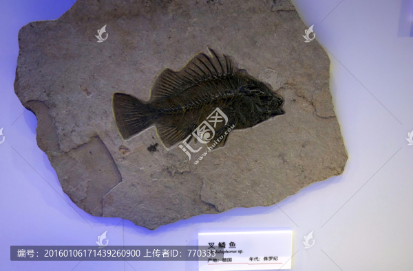 叉鱗魚,化石,魚化石