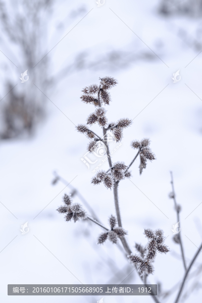 野草