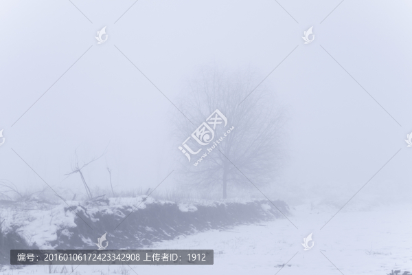 孤獨(dú)的樹