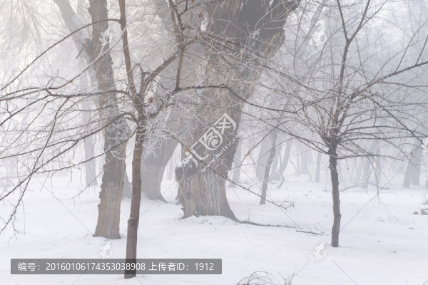 樹林