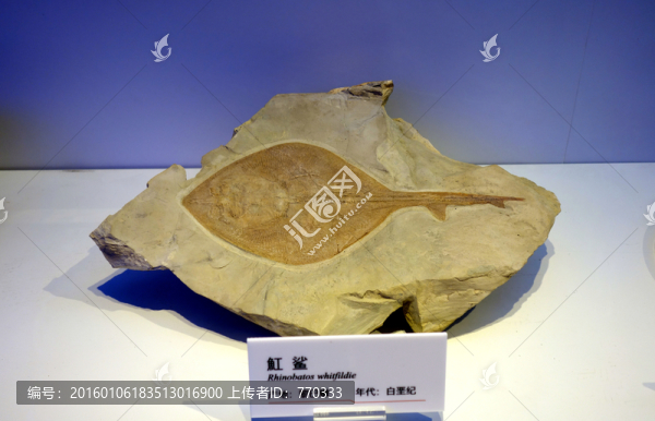 魚(yú)化石,魟鯊